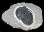 Detailed Hollardops Trilobite - Great Eyes #32480-2